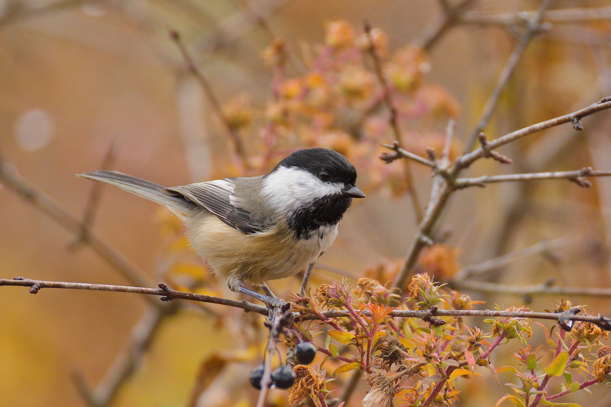 Black-capped Chickadee - ML643885530