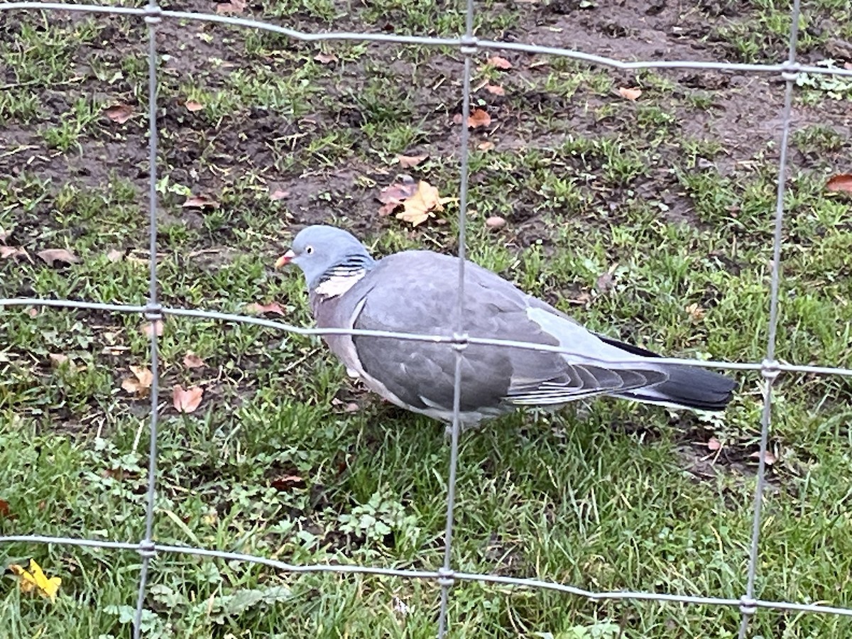 Common Wood-Pigeon - ML643885535