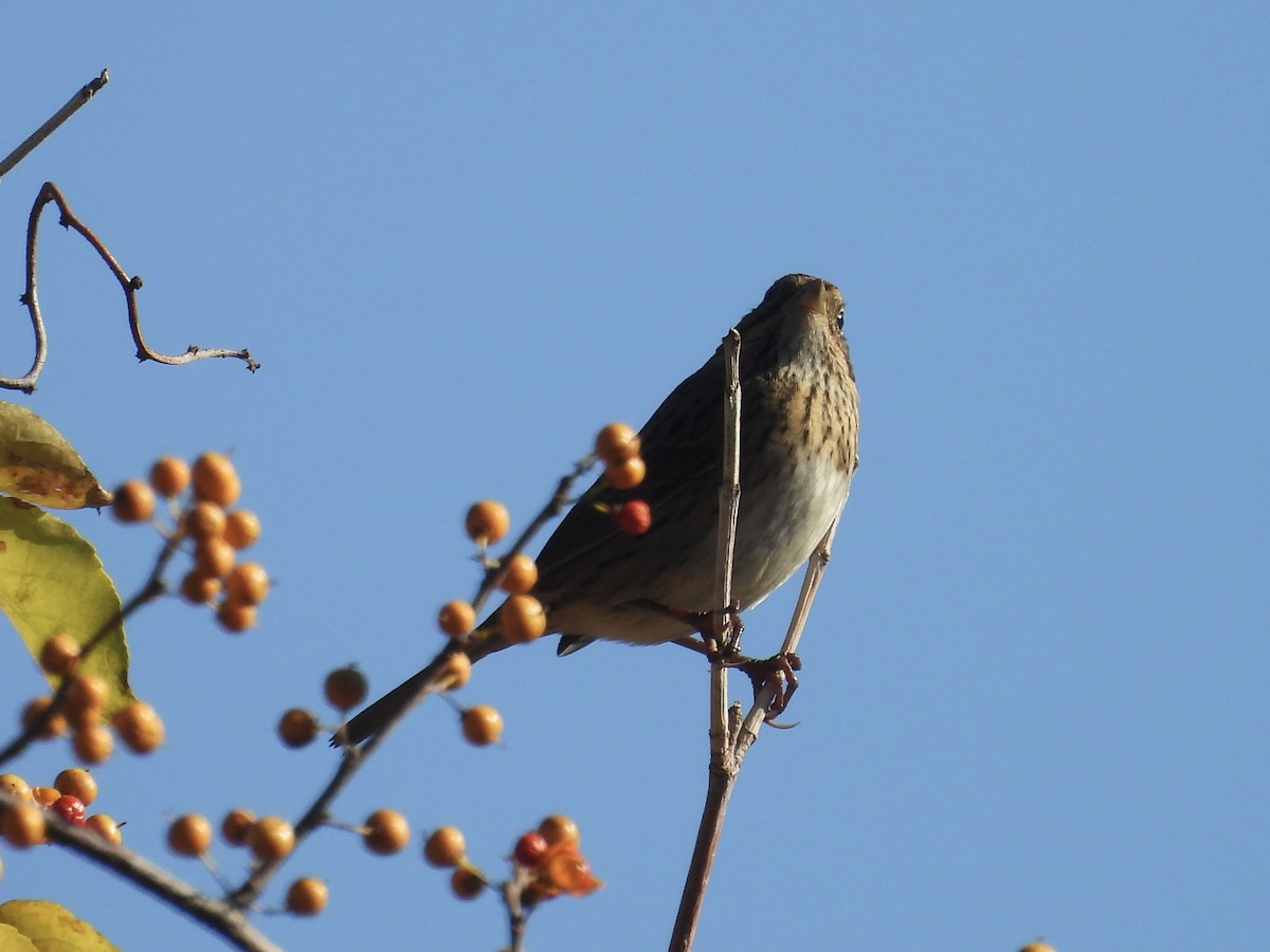 Lincoln's Sparrow - ML643885575