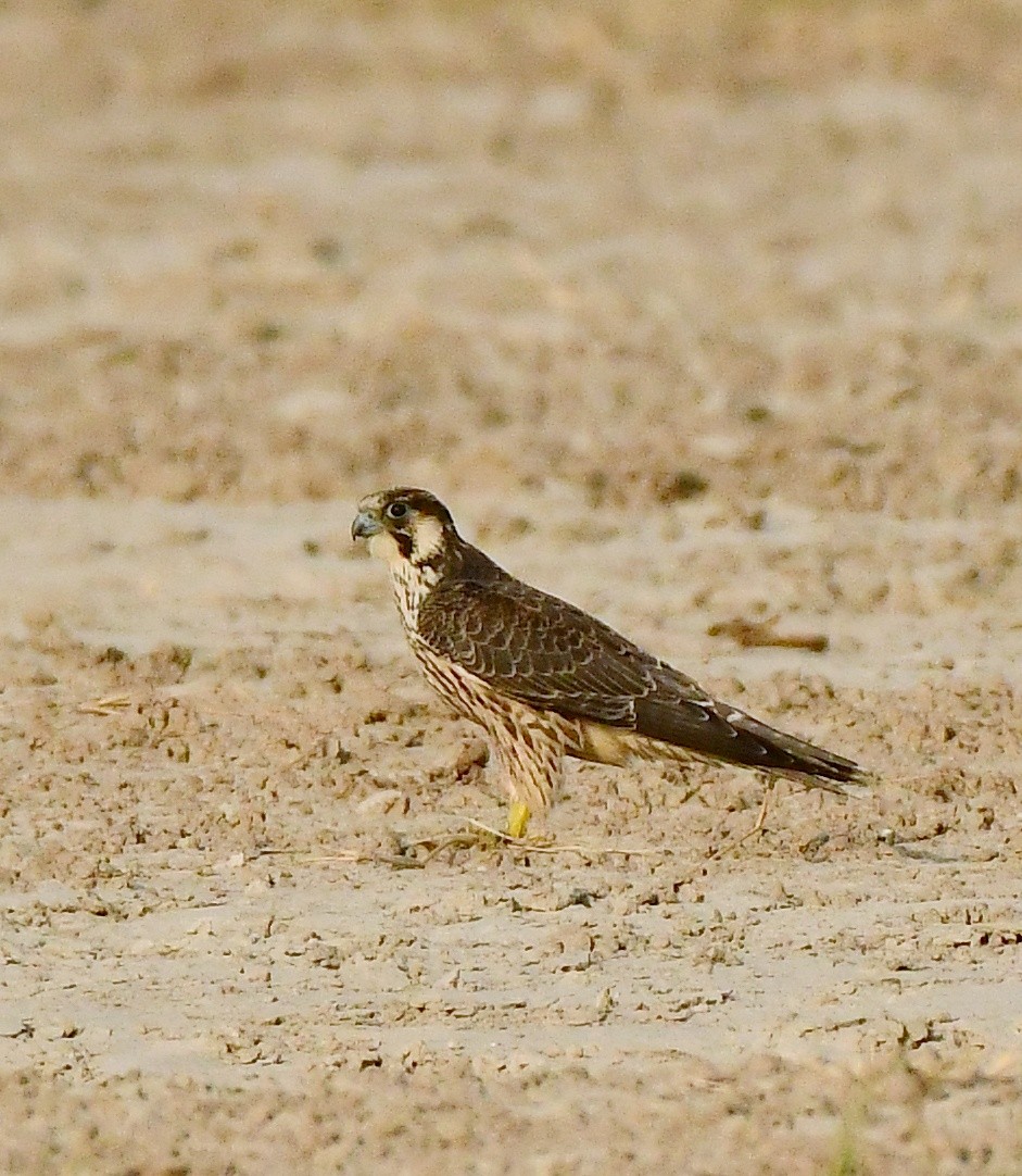 Falco laggar - ML643885581