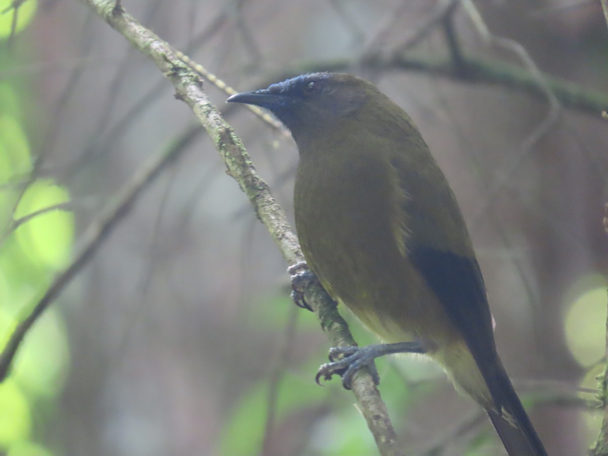 New Zealand Bellbird - ML643885586