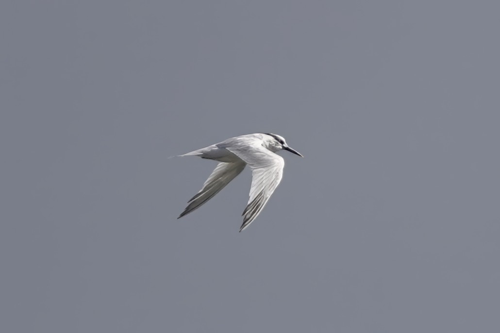 Sandwich Tern - ML643885612