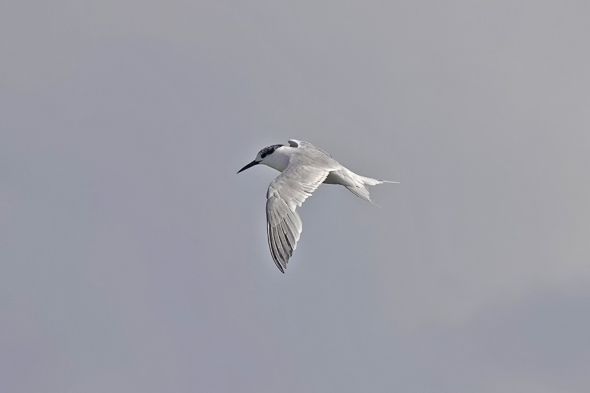Sandwich Tern - ML643885613