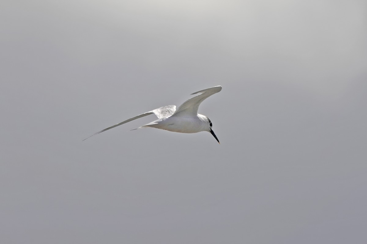 Sandwich Tern - ML643885614