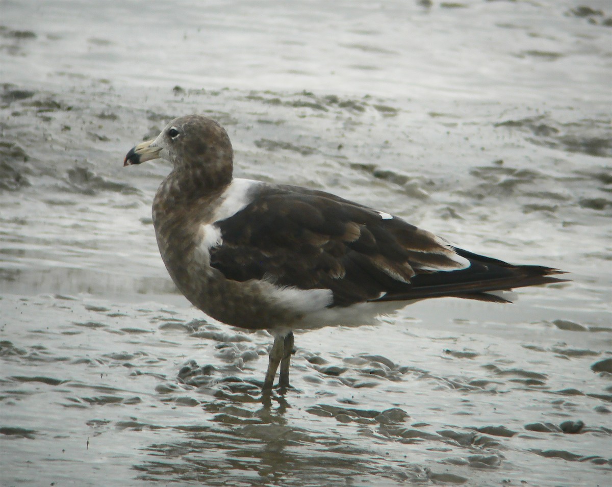 Olrog's Gull - ML643885632