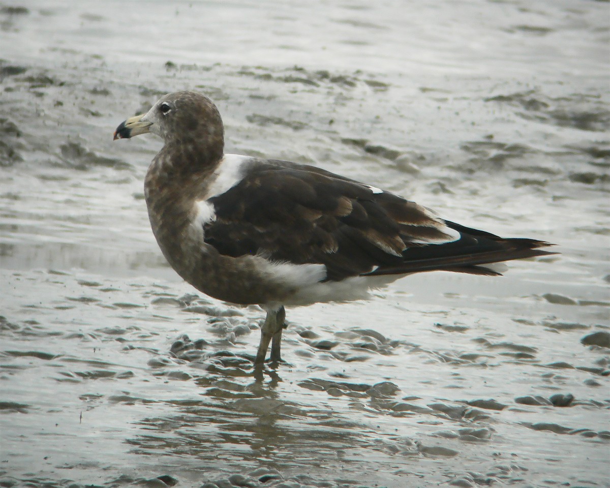 Olrog's Gull - ML643885633
