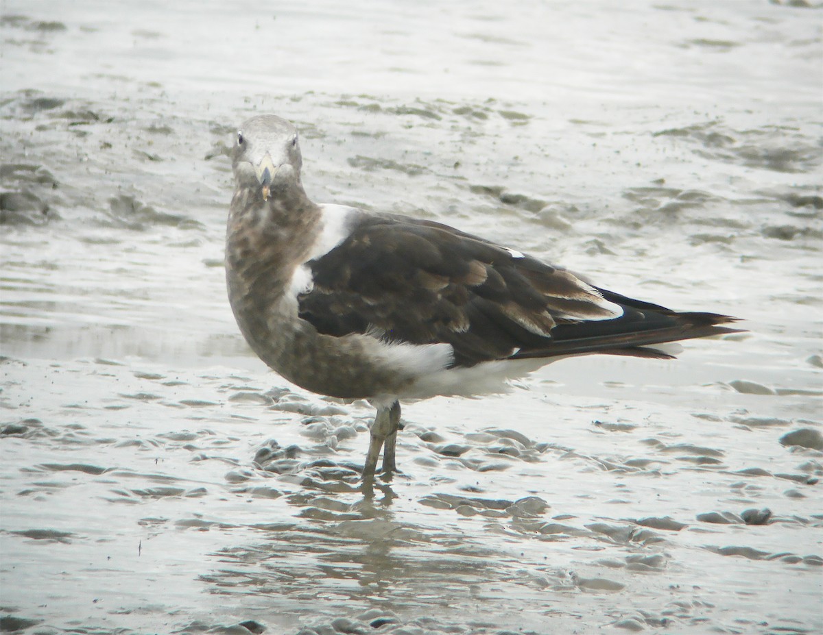 Olrog's Gull - ML643885634