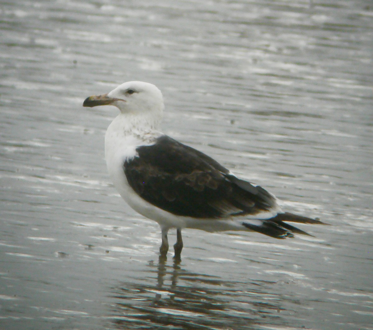 Olrog's Gull - ML643885636