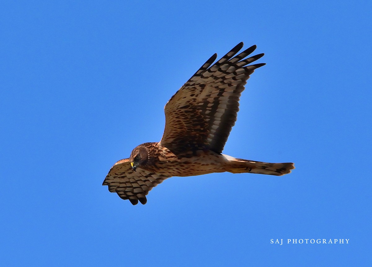 Northern Harrier - ML643885682