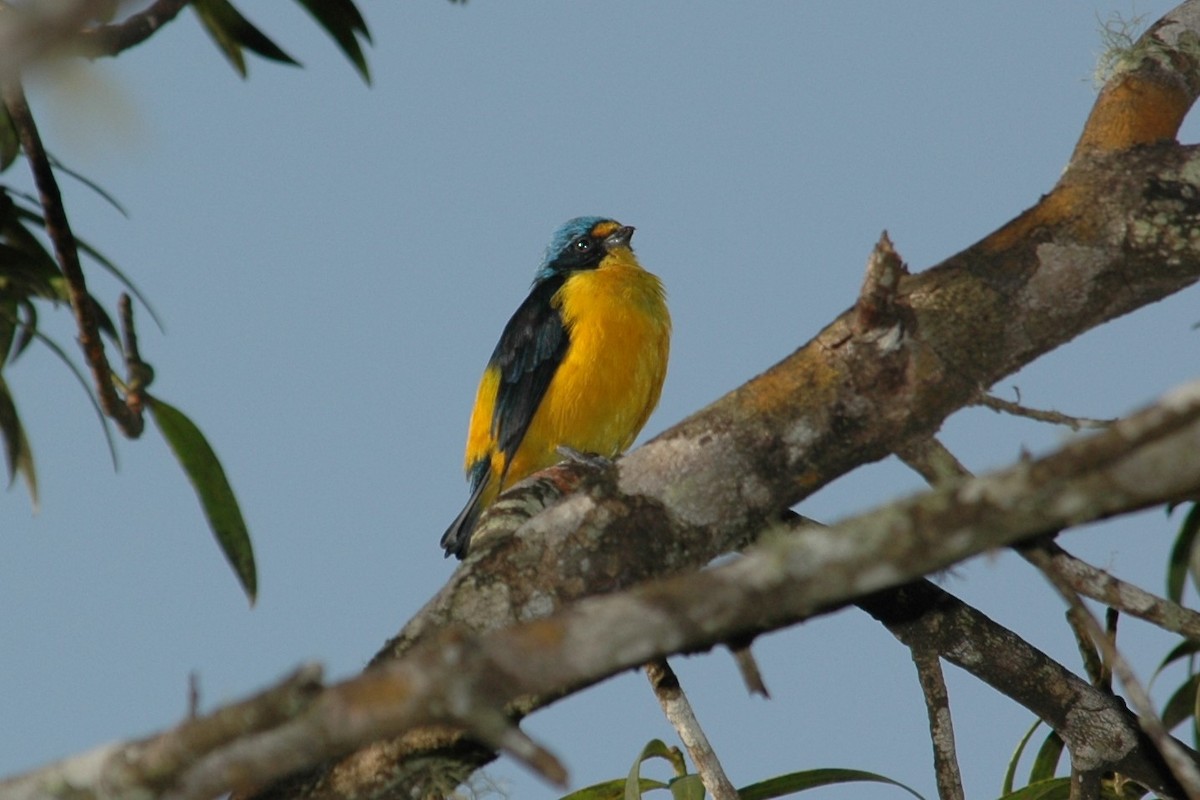 Puerto Rican Euphonia - ML643885698