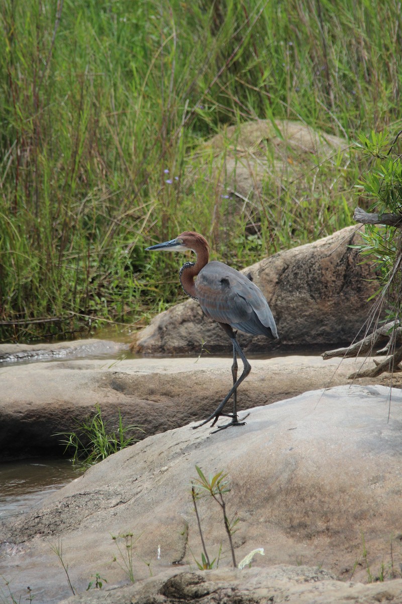 Goliath Heron - ML643885706