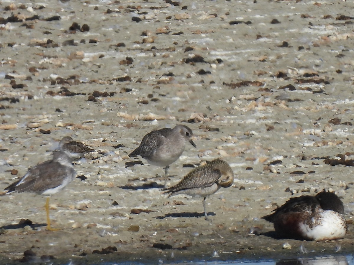 Pacific Golden-Plover - ML643885717