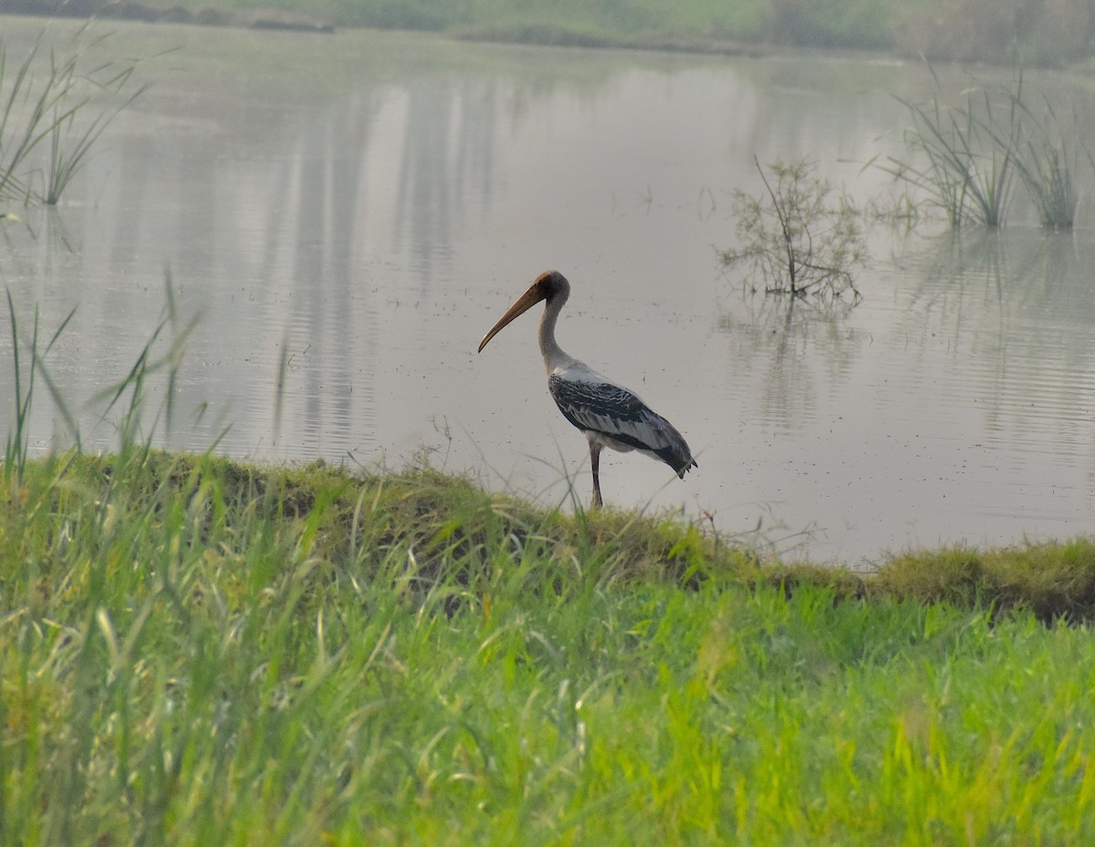 Painted Stork - ML643885734