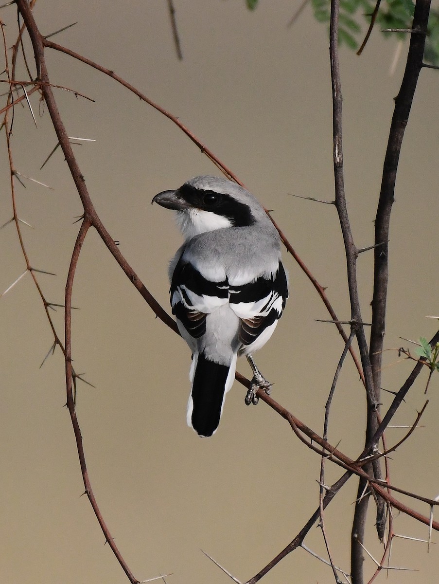 Үнсэн дунхай - ML643885757