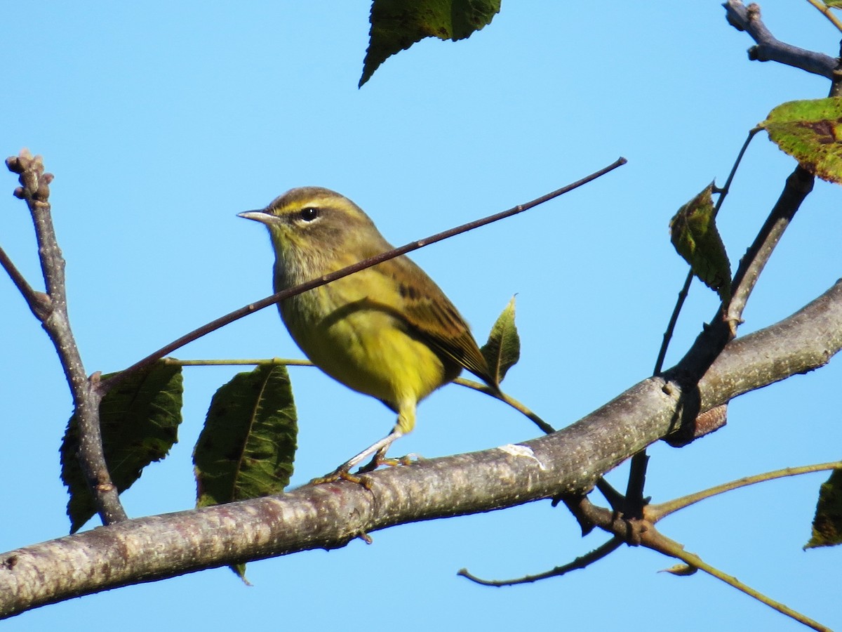 Palm Warbler - ML643885764