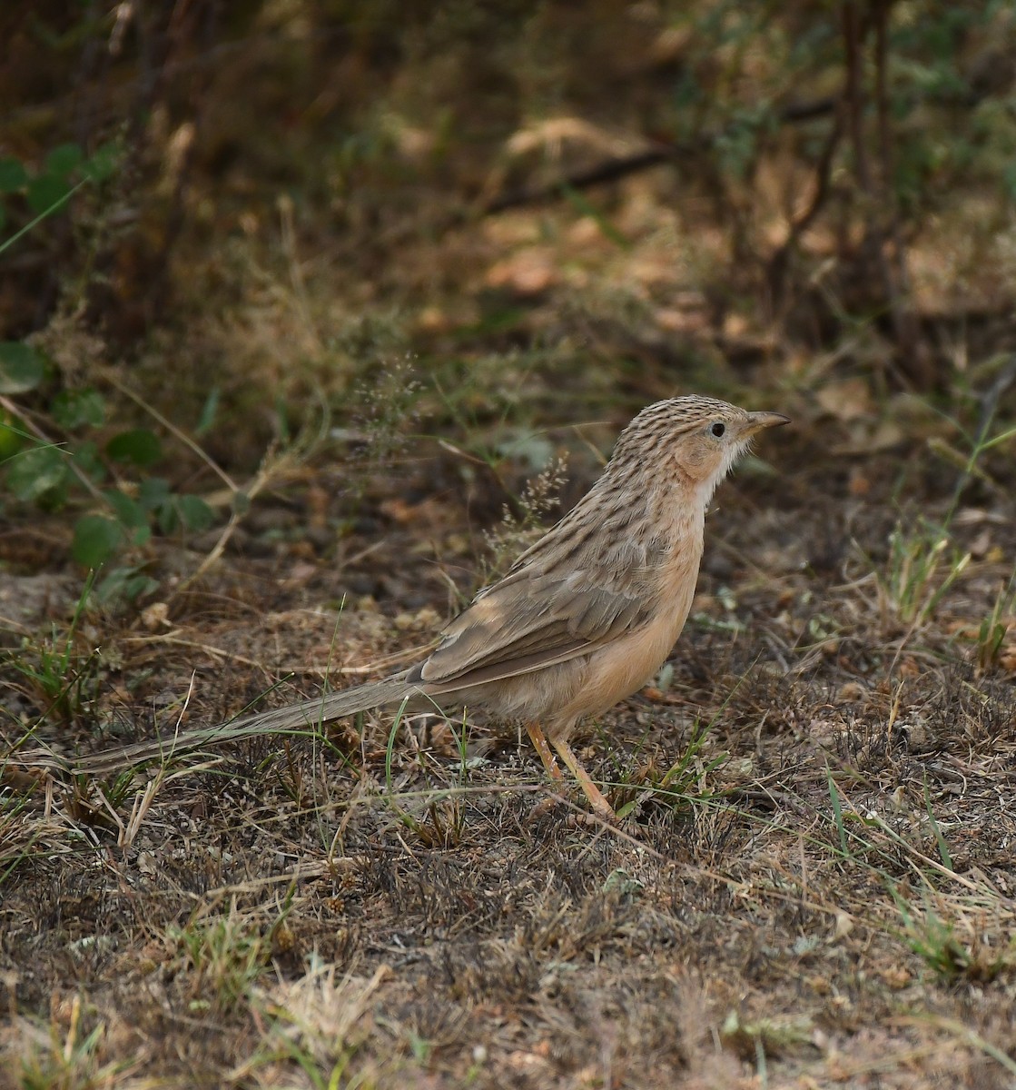 Common Babbler - ML643885769