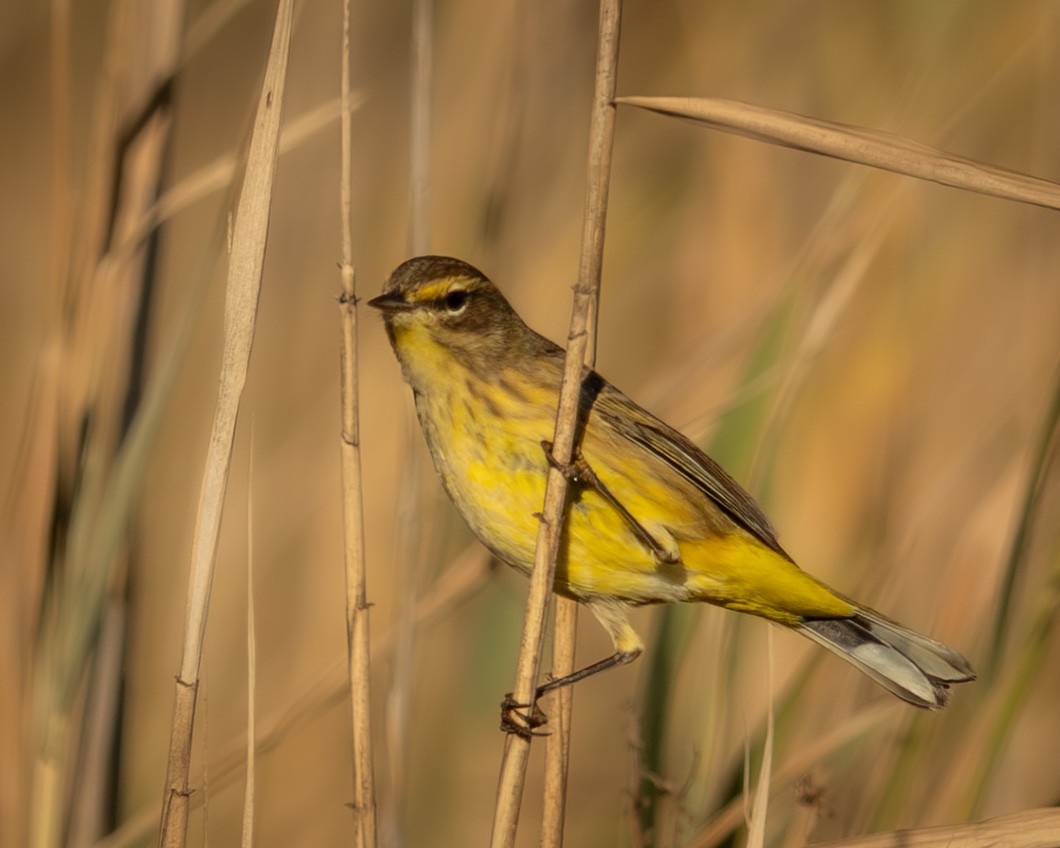 Palm Warbler - ML643885790