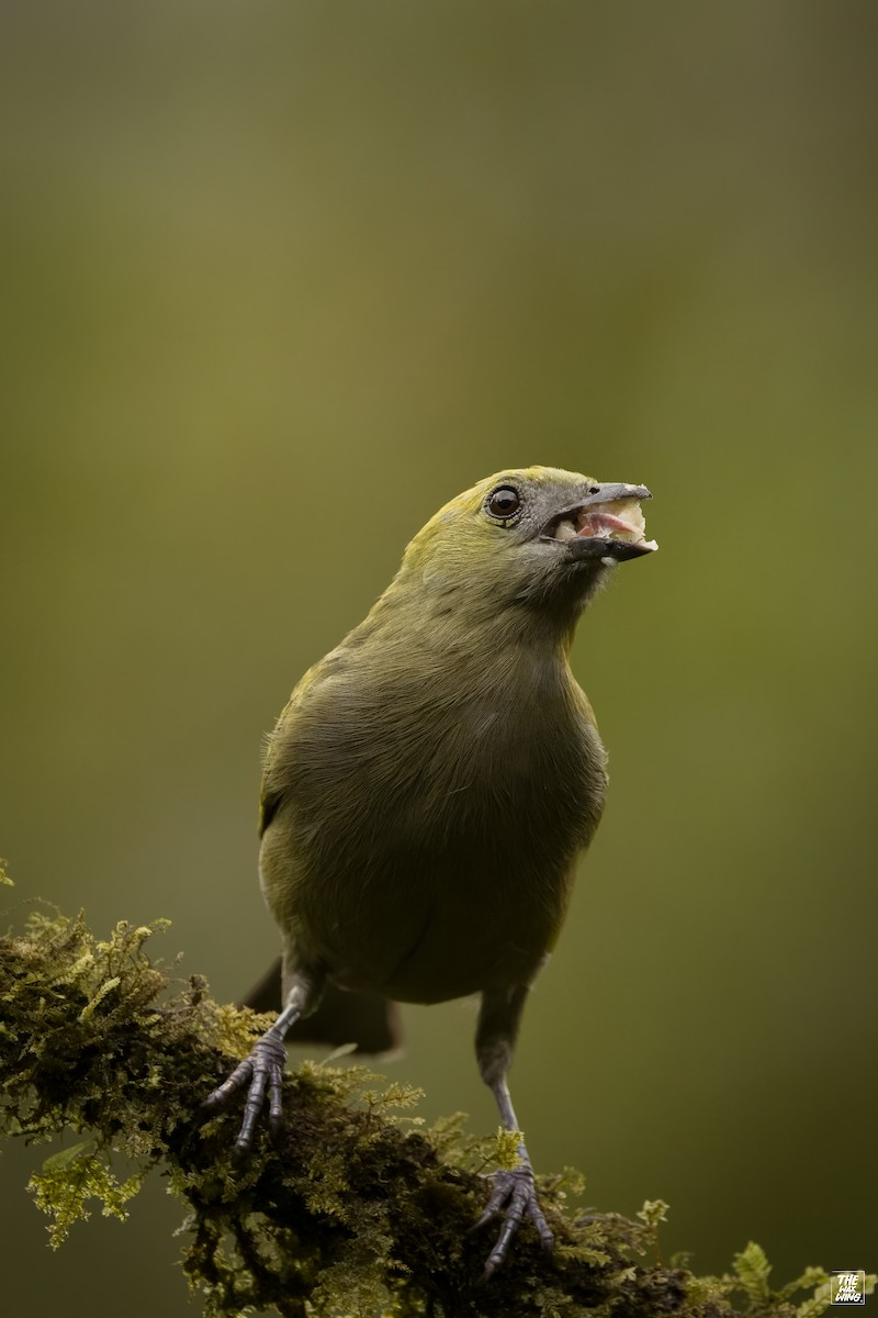 Palm Tanager - ML643885791