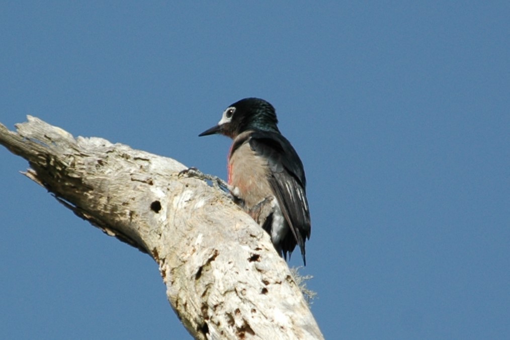 Puerto Rican Woodpecker - ML643885792