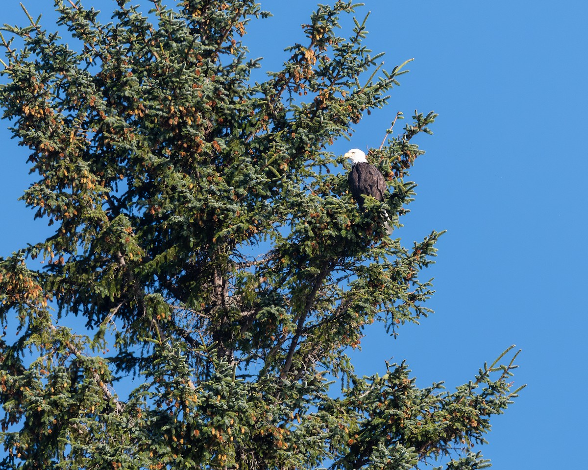 Bald Eagle - ML643885804