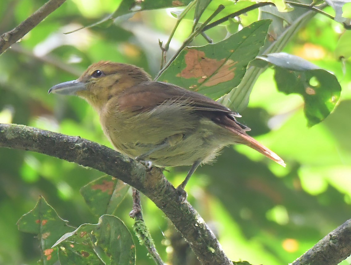 Russet Antshrike - ML643885816
