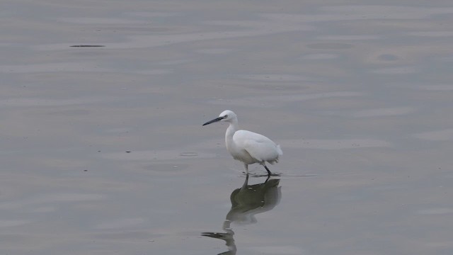 Little Egret - ML643885843