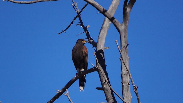 Harris's Hawk - ML643885846
