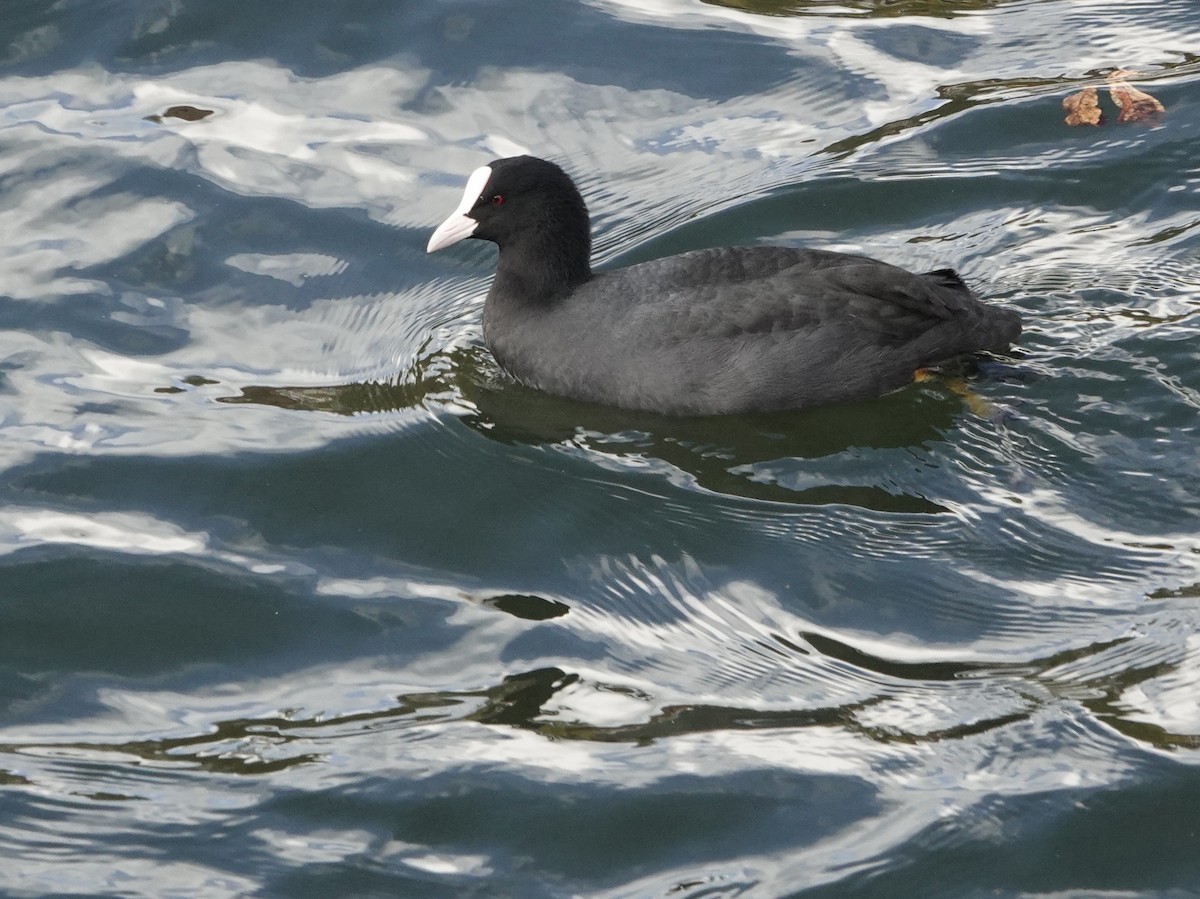 Eurasian Coot - ML643885851