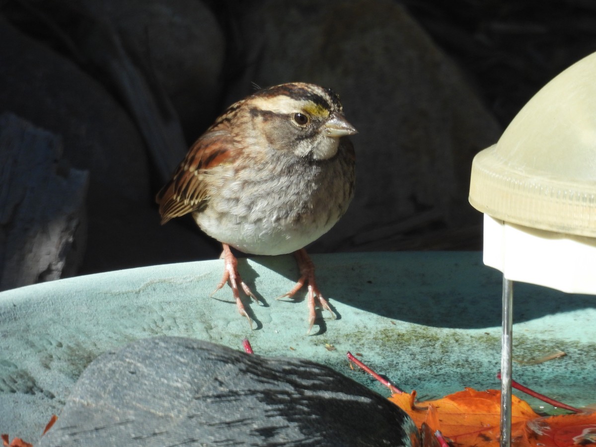 White-throated Sparrow - ML643885859