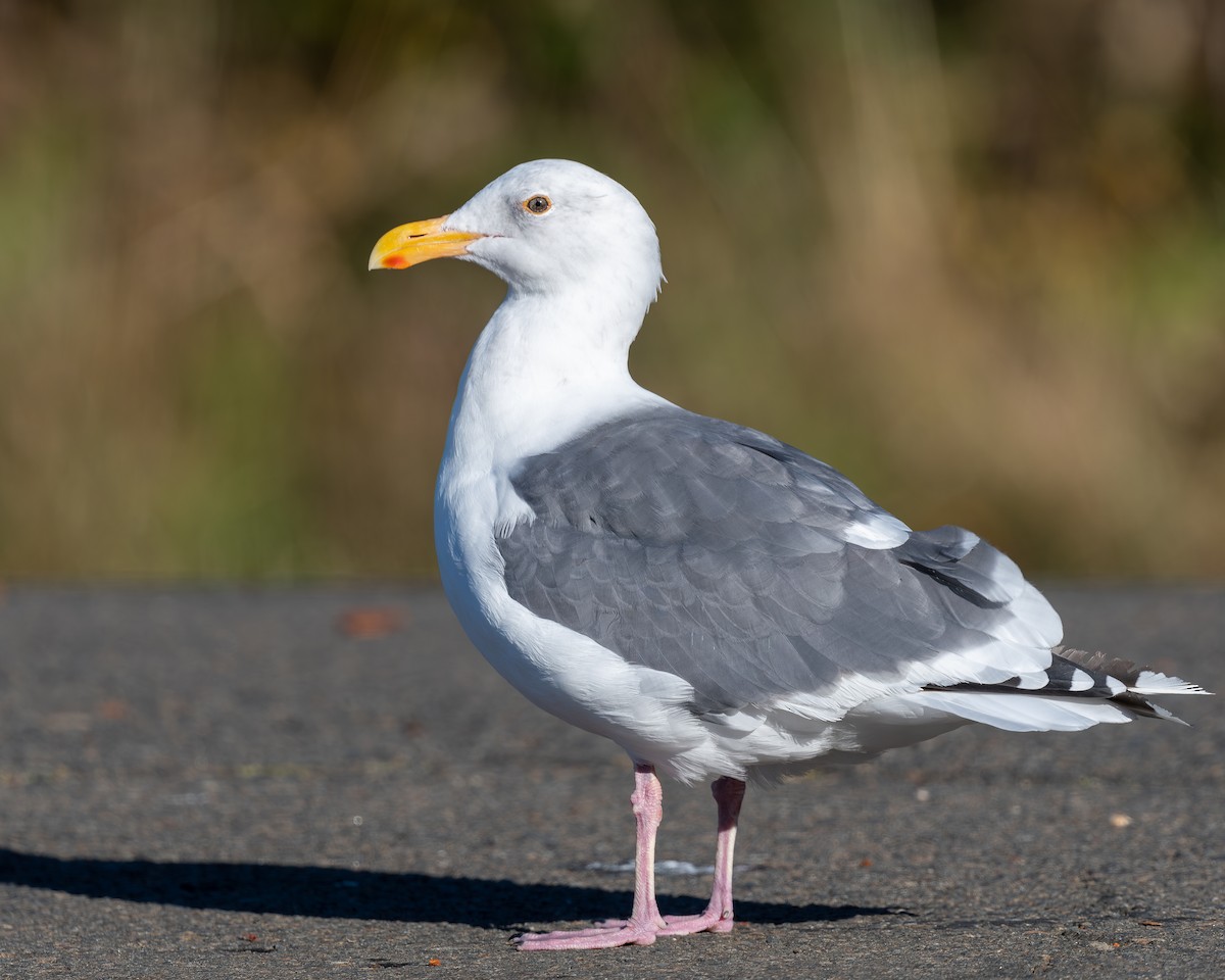 Western Gull - ML643885860