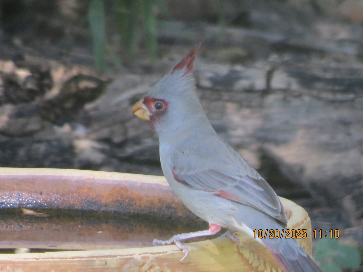 Cardinal pyrrhuloxia - ML643885863