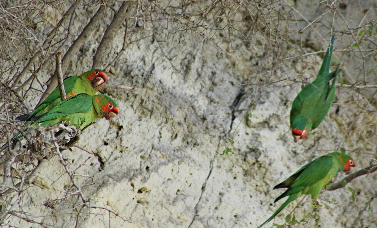 aratinga škraboškový - ML643885870