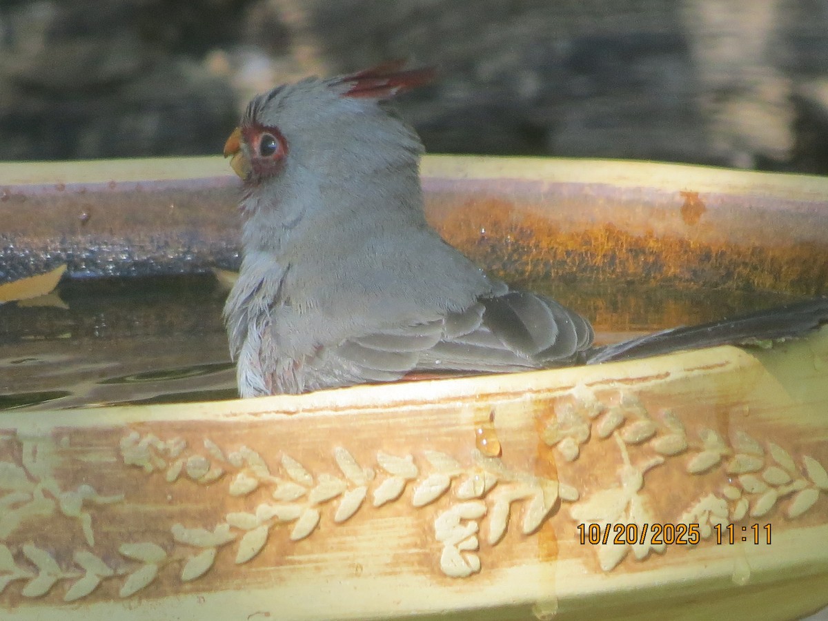 Cardinal pyrrhuloxia - ML643885875