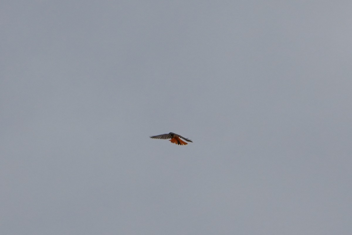 Black Redstart - ML643885889