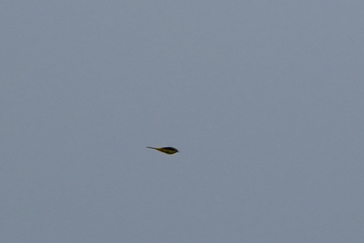 Gray Wagtail - ML643885900