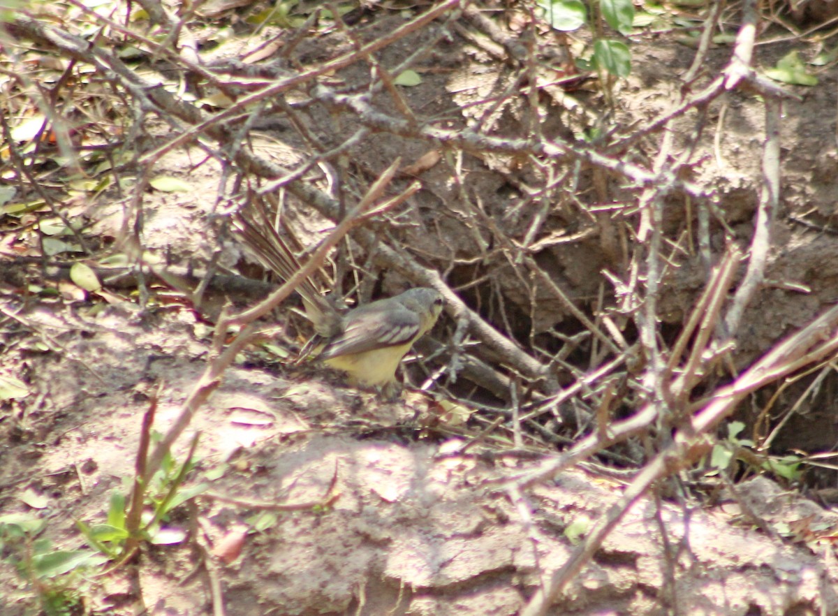 Greater Wagtail-Tyrant - ML643885918
