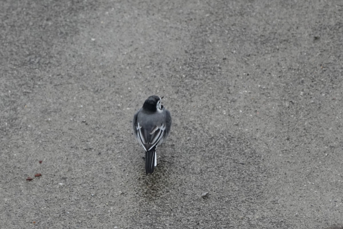 White Wagtail (White-faced) - ML643885924