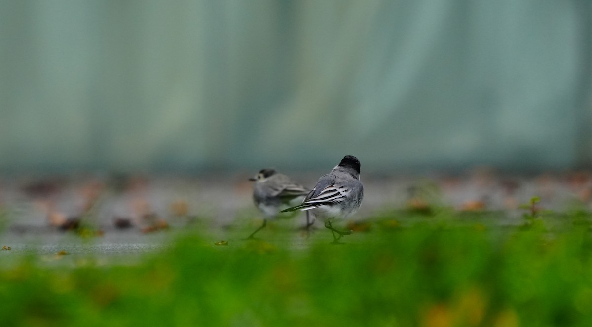 White Wagtail (White-faced) - ML643885925