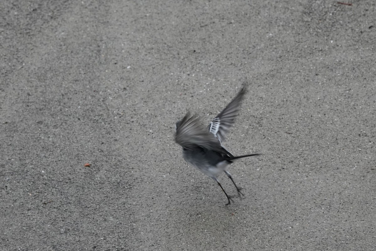 White Wagtail (White-faced) - ML643885926