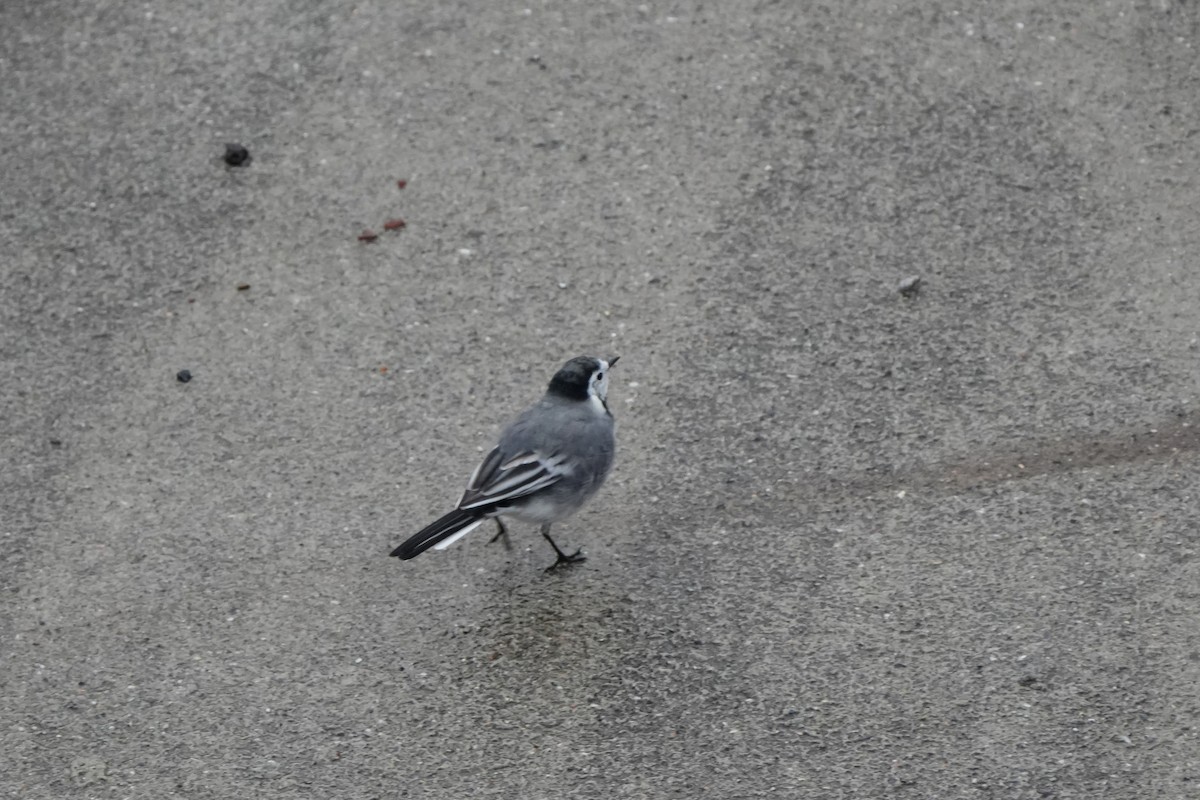 White Wagtail (White-faced) - ML643885927