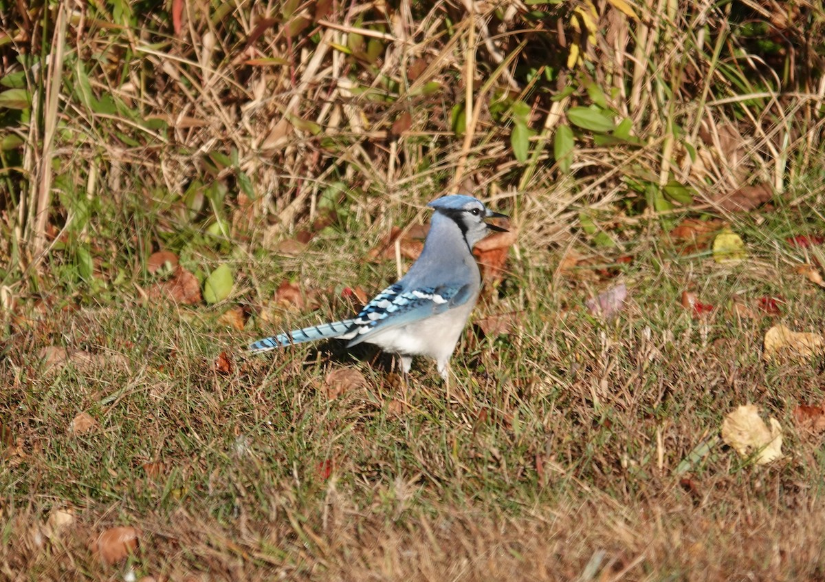 Blue Jay - ML643885930