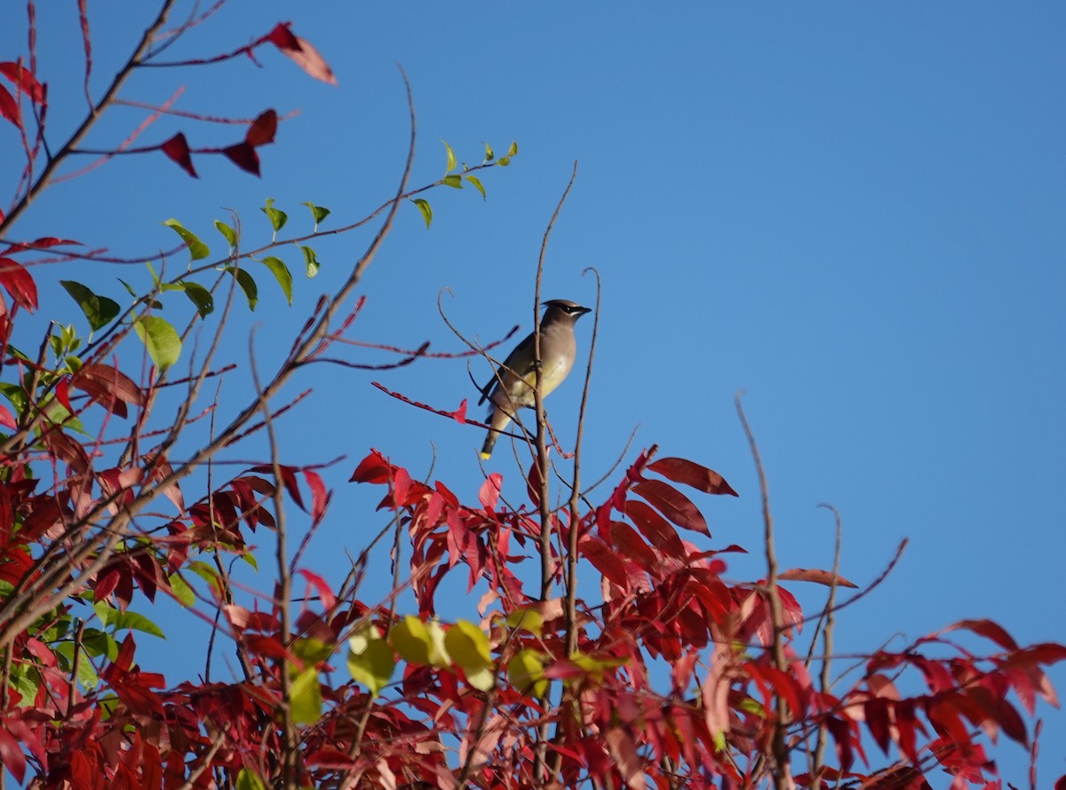 Cedar Waxwing - ML643885940