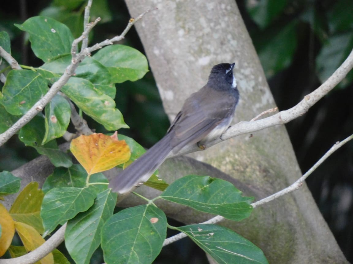 Spot-breasted Fantail - ML643885954