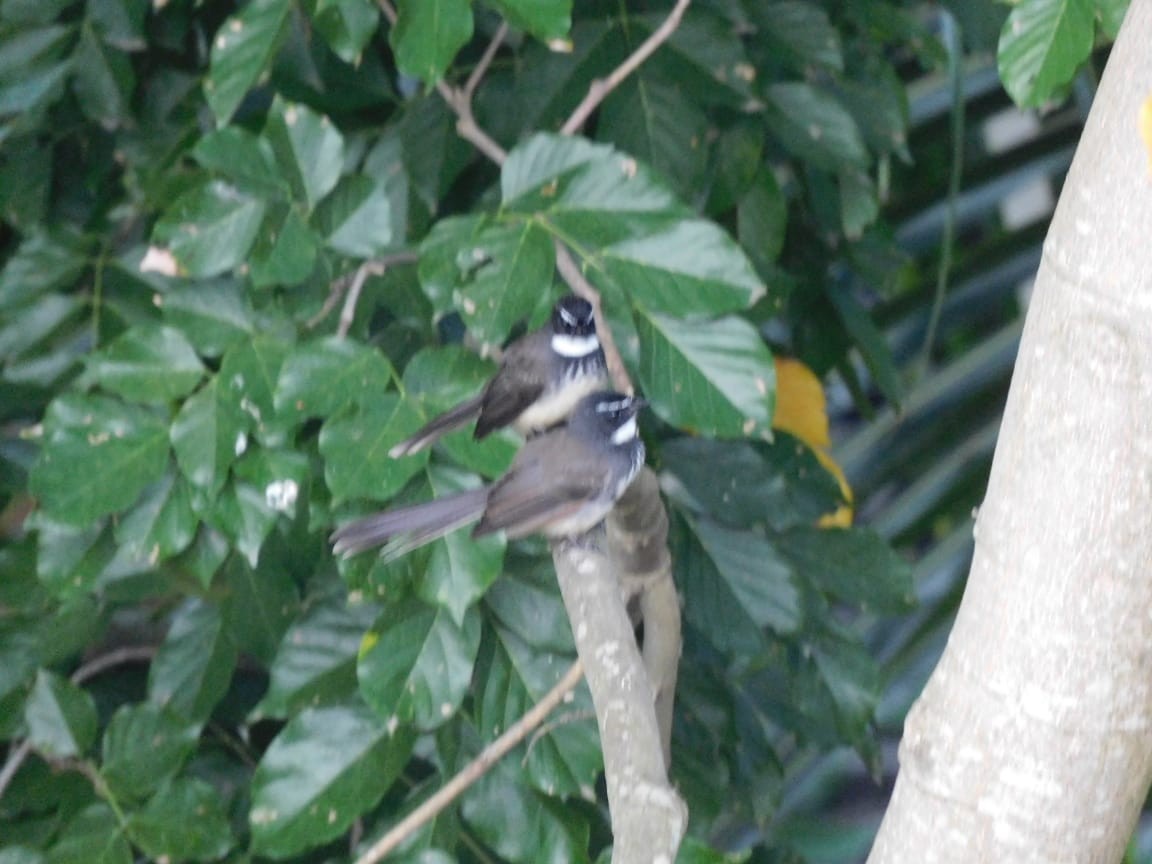 Spot-breasted Fantail - ML643885955