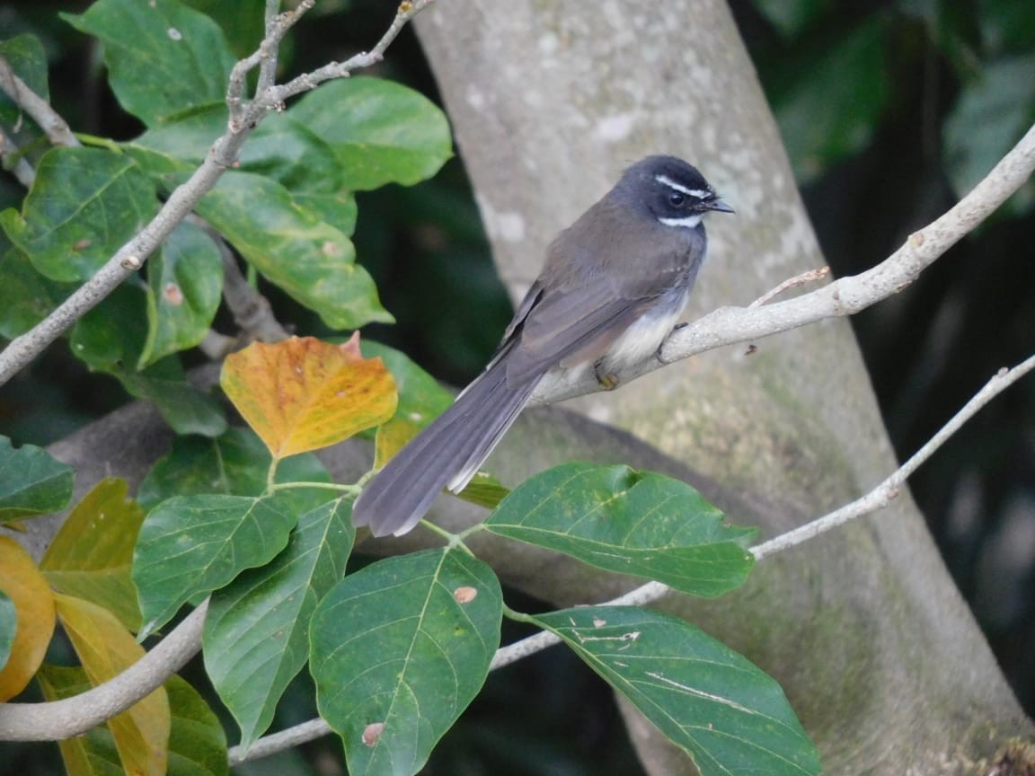 Spot-breasted Fantail - ML643885957