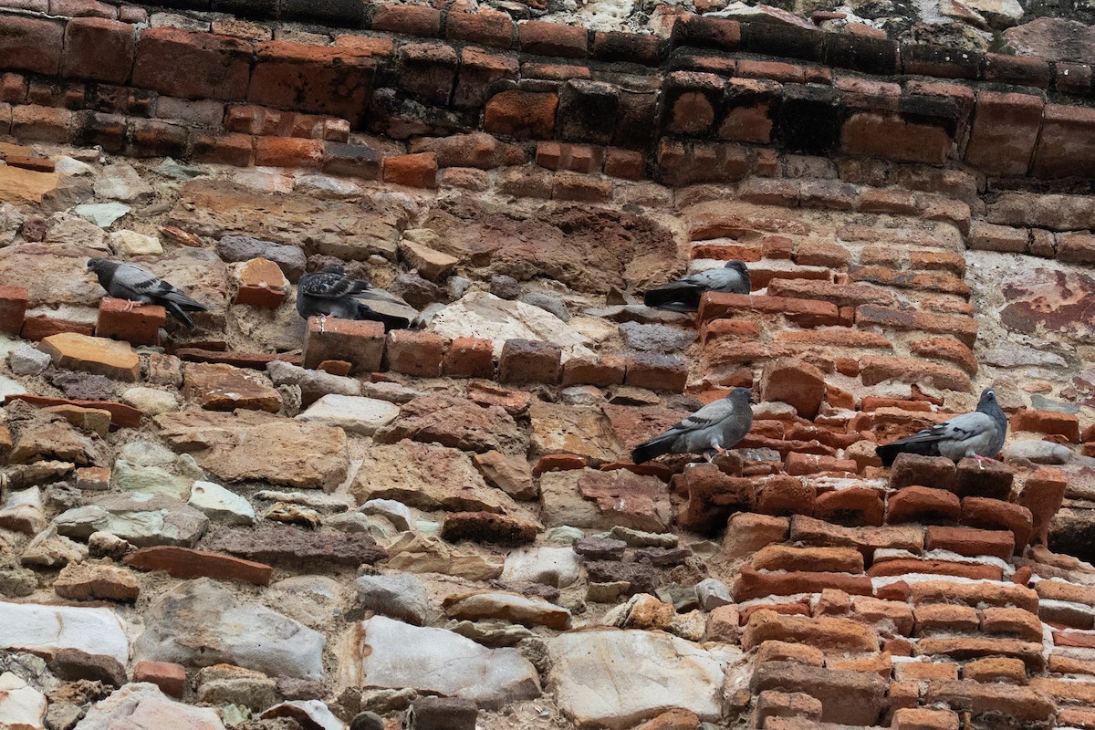 Rock Pigeon (Feral Pigeon) - ML643885961