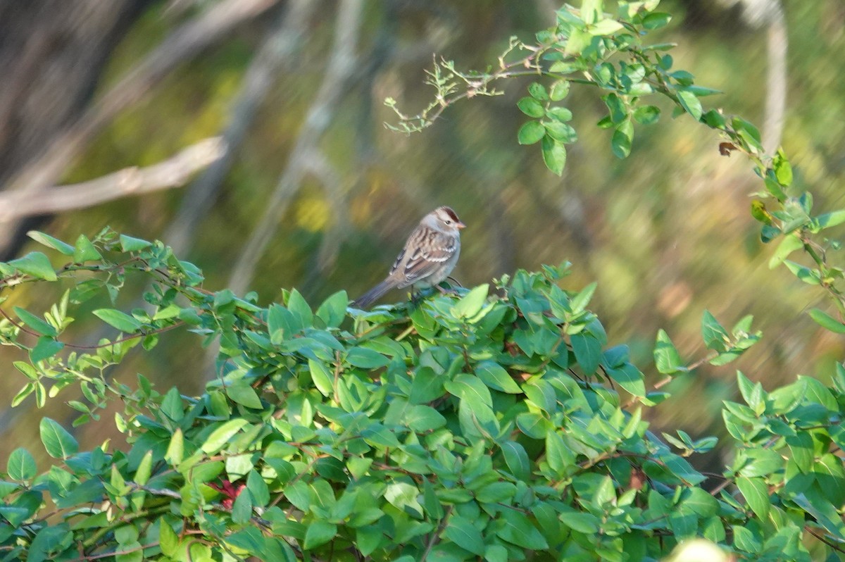 White-crowned Sparrow - ML643885967
