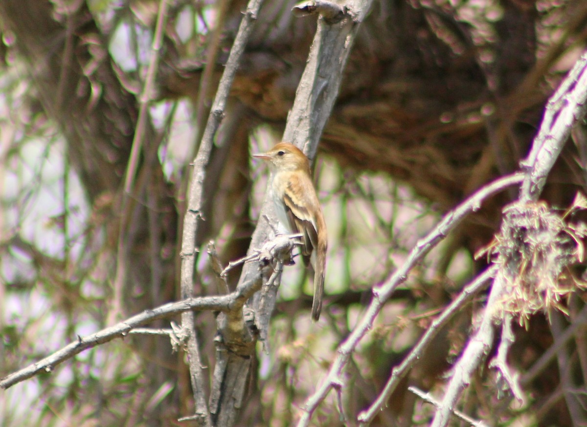 Bran-colored Flycatcher - ML643885974