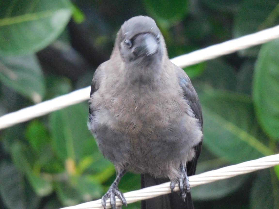 House Crow - ML643885978