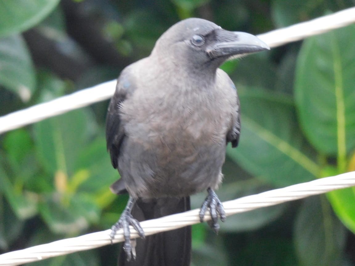 House Crow - ML643885979